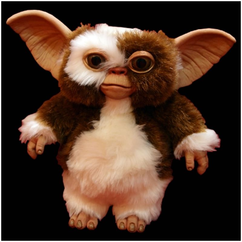 10 Latest Pictures Of Gizmo From Gremlins FULL HD 1080p For PC Background 2023 free download official gremlins gizmo puppet prop trick or treat studios 800x800