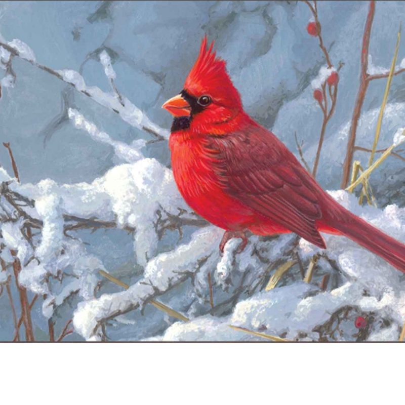10 New Cardinal In Snow Pictures FULL HD 1080p For PC Desktop 2024 free download outdoor cardinal in snow matmate doormat 18x30 800x800