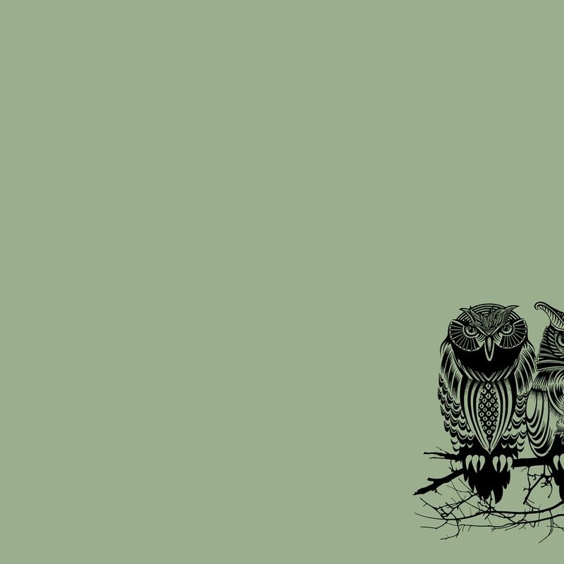 10 New Owl Backgrounds For Computer FULL HD 1920×1080 For PC Desktop 2022 free download owl wallpapers for computer wallpaper cave 800x800