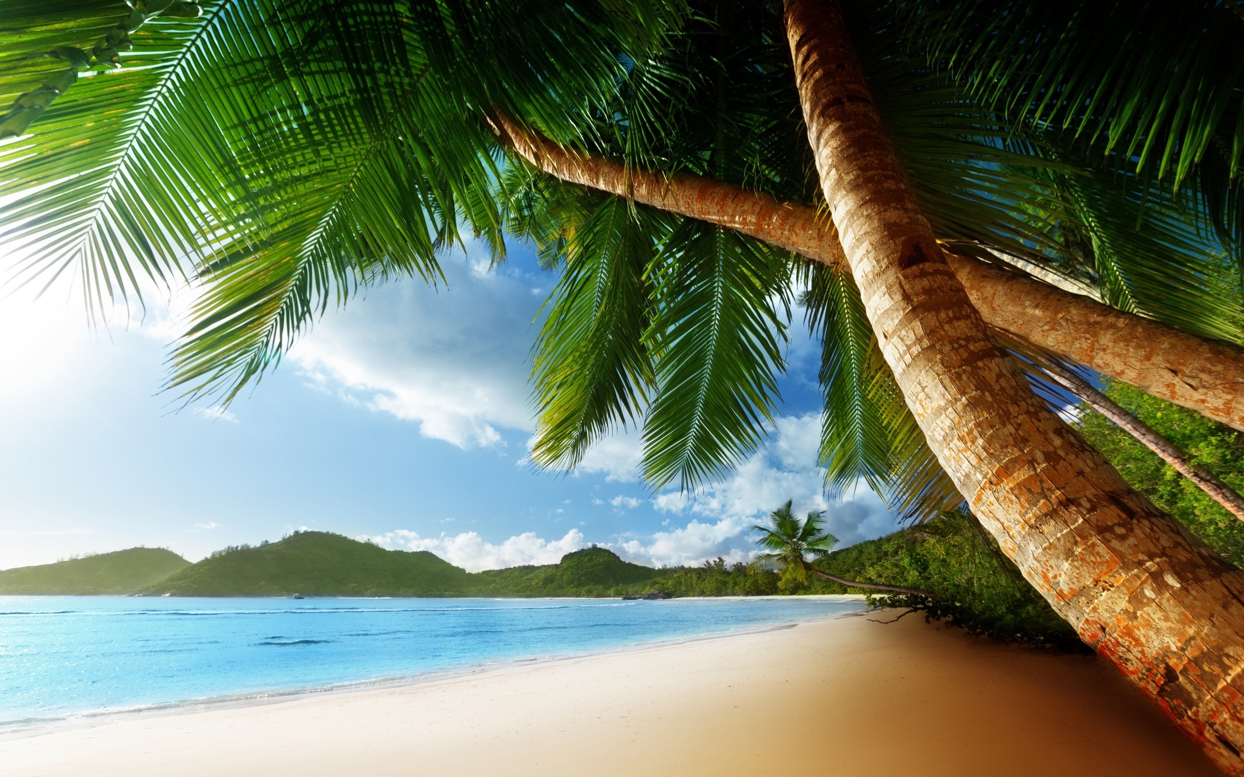 10 Most Popular Beach And Palm Trees Background FULL HD 1920×1080 For PC Desktop