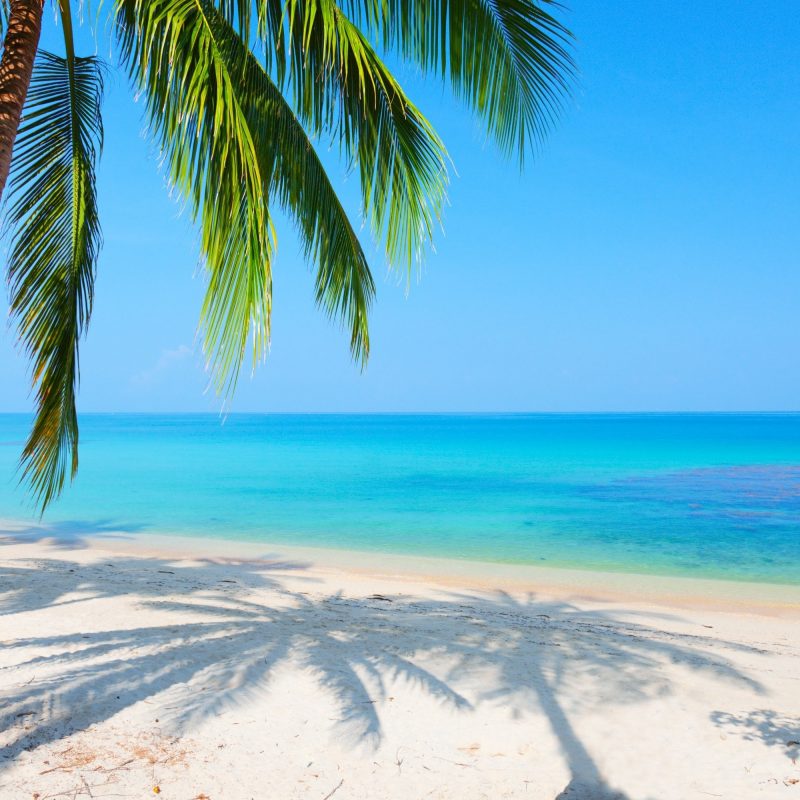 10 Most Popular Beach And Palm Trees Background FULL HD 1920×1080 For PC Desktop 2023 free download palm tree background c2b7e291a0 download free hd backgrounds for desktop 1 800x800
