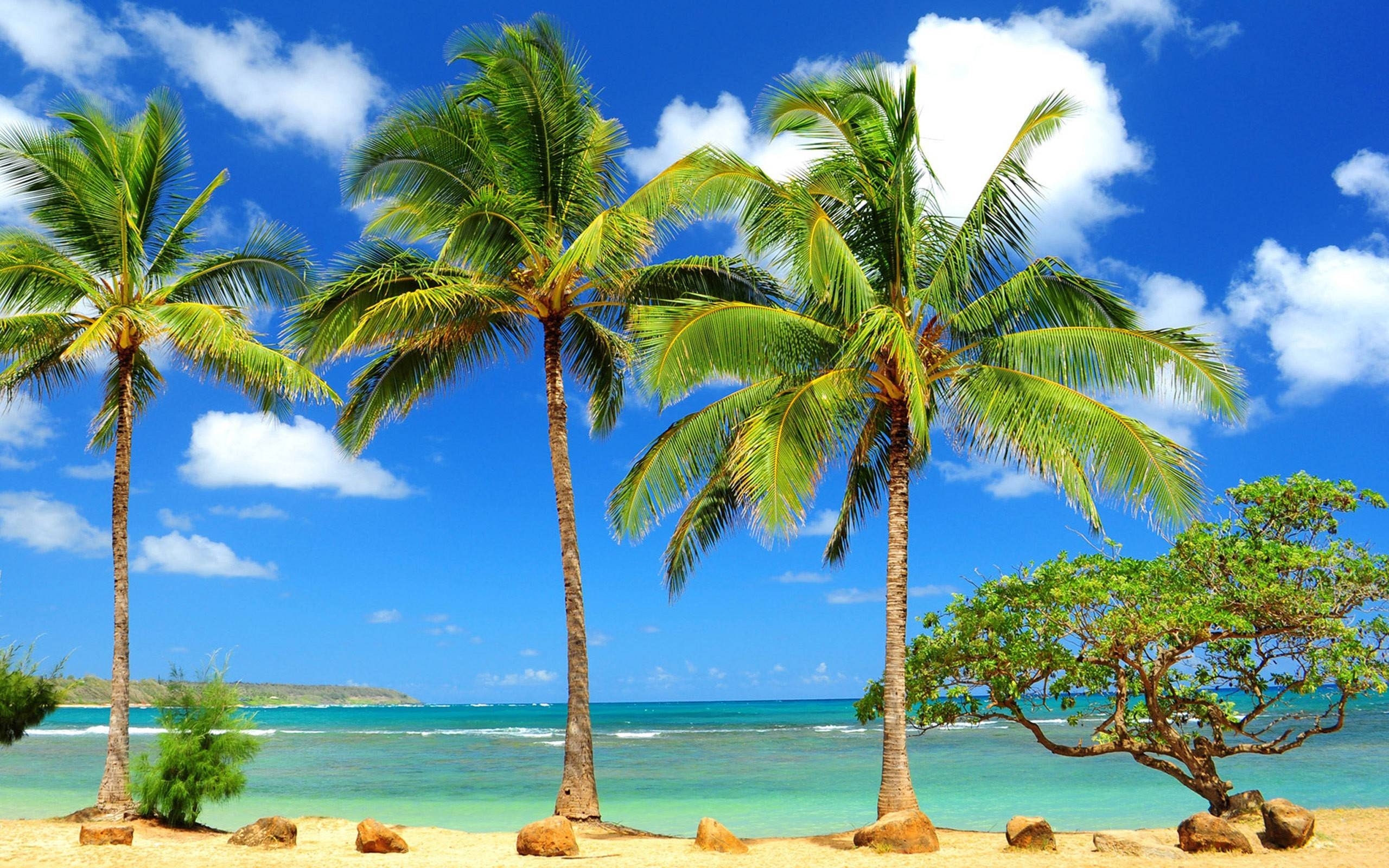10 Best Palm Trees Wallpaper Hd FULL HD 1080p For PC Background