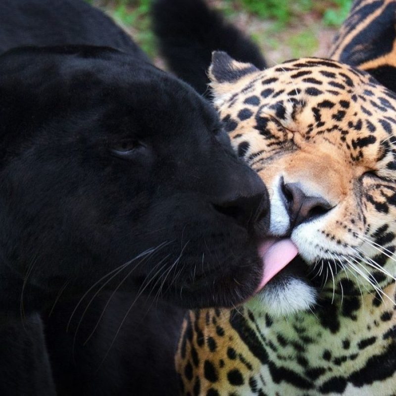 10 Best Pictures Of Black Jaguars FULL HD 1080p For PC Desktop 2023 free download panther jaguar black jaguar wild cats wallpaper 2058x1256 476082 800x800