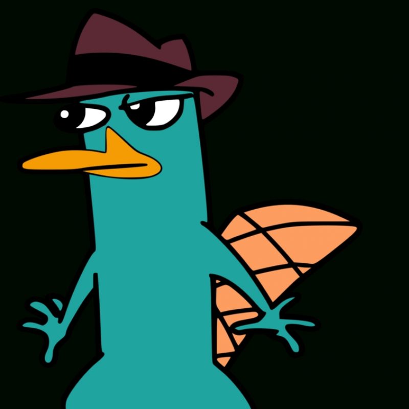 10 Latest Pictures Of Perry The Platypus FULL HD 1080p For PC Background 2022 free download perry the platypus hdjaycasey on deviantart 800x800