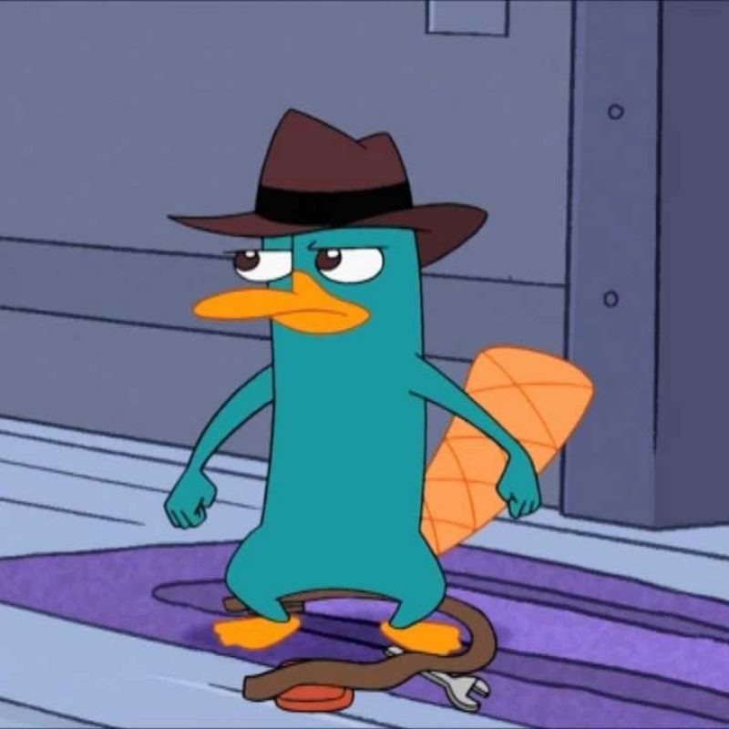 10 Latest Pictures Of Perry The Platypus FULL HD 1080p For PC Background 2023 free download perry the platypus plumber youtube 800x800