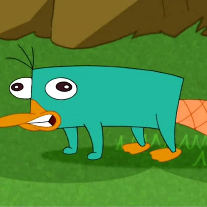 10 Latest Pictures Of Perry The Platypus FULL HD 1080p For PC Background 2022 free download perry the platypus sound nl link in description youtube 800x800