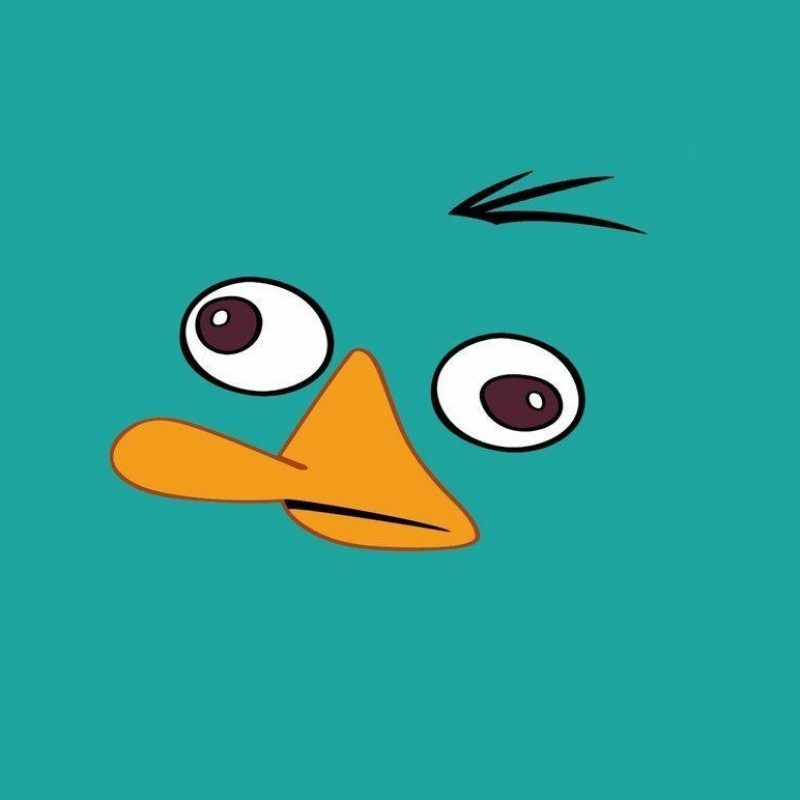 10 New Perry The Platypus Wallpaper FULL HD 1920×1080 For PC Background 2023 free download perry the platypus wallpapers wallpaper cave 800x800