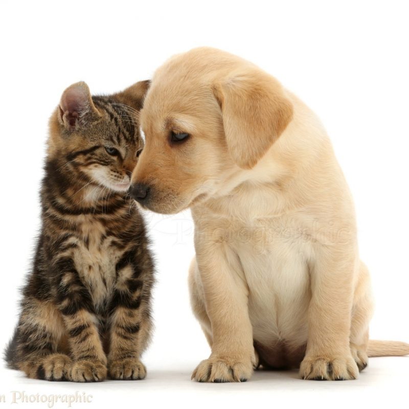 10 Latest Cute Puppy And Kitten Pics FULL HD 1080p For PC Desktop 2022 free download pets tabby kitten head to head with cute labrador puppy photo wp41054 800x800