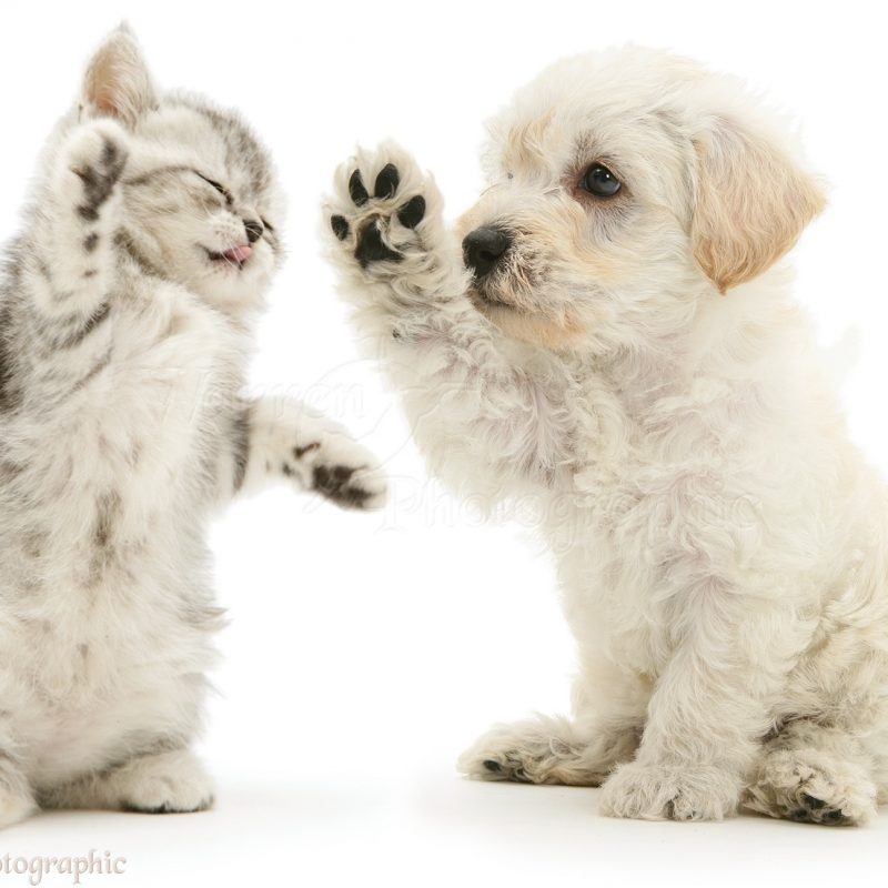 10 Most Popular Pics Of Puppies And Kittens FULL HD 1920×1080 For PC Desktop 2023 free download pets woodle puppy and kitten boxing photo wp16066 1 800x800