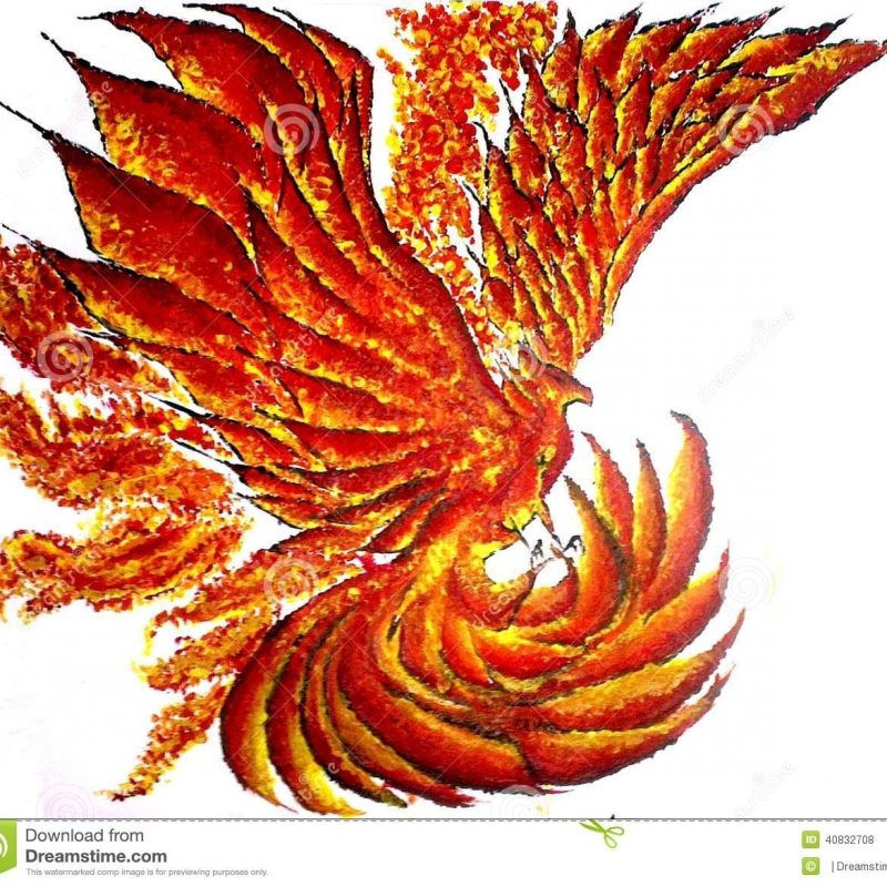 10 Most Popular Pics Of Phoenix Bird FULL HD 1920×1080 For PC Desktop 2024 free download phoenix bird stock photo image of colourful display 40832708 800x800