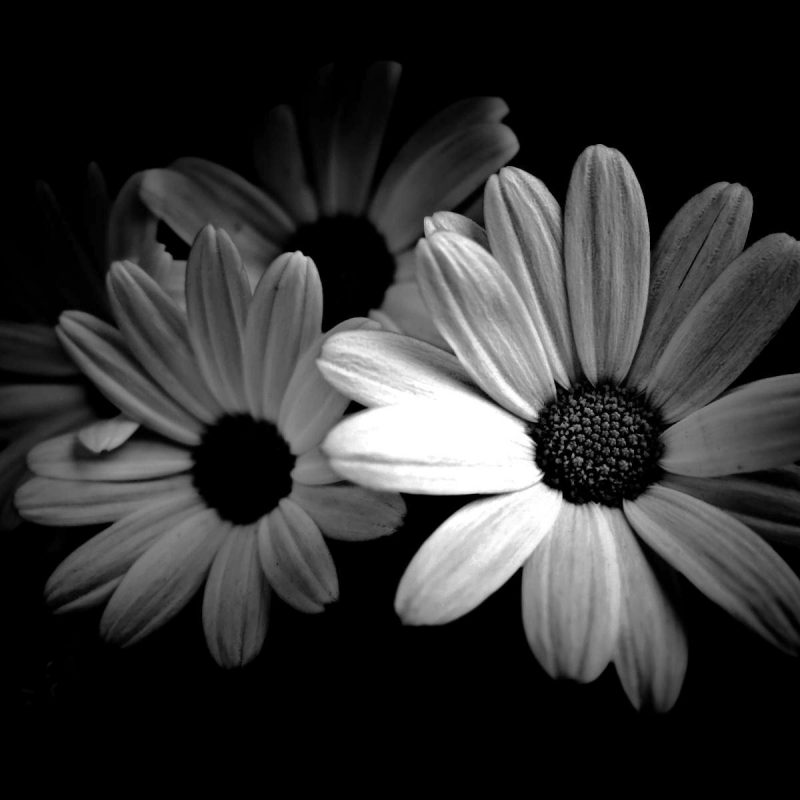 10 Top Black And White Cute Wallpaper FULL HD 1080p For PC Desktop 2023 free download photography daisies flowers black white cute flower desktop 800x800