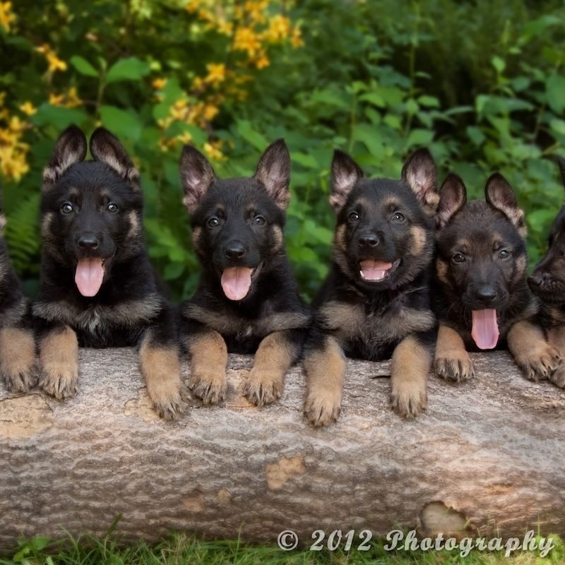 10 Most Popular German Shepherd Puppy Wallpaper FULL HD 1080p For PC Desktop 2022 free download pictures of german shepherd puppies german shepherd puppies for sale 800x800