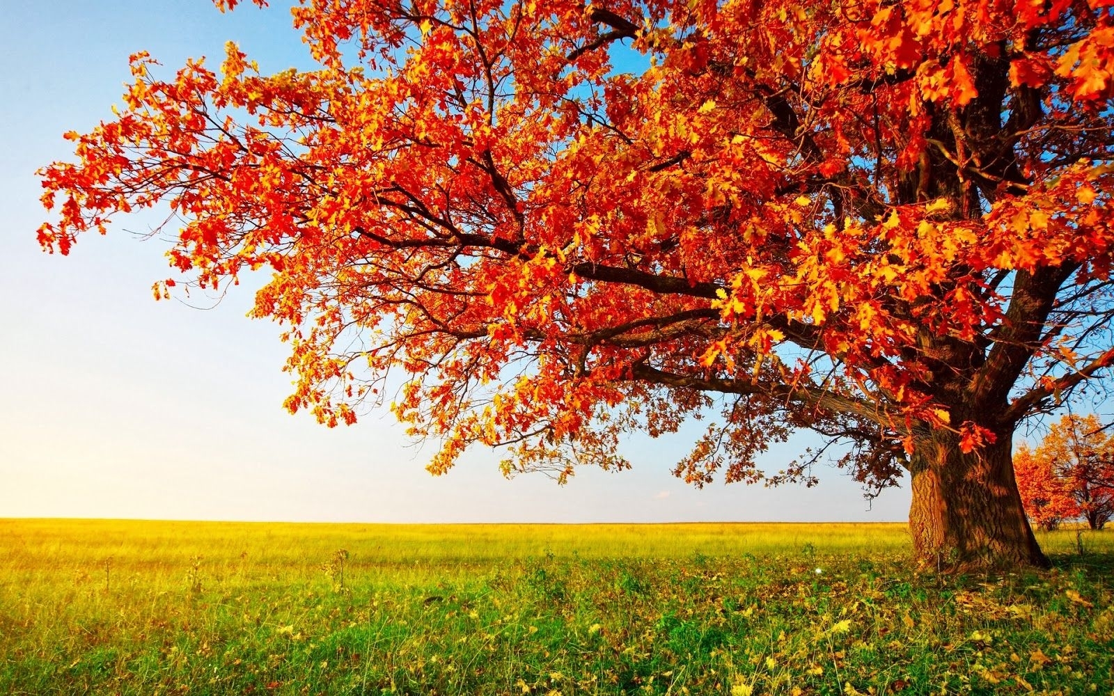 10 Top Fall Trees Desktop Backgrounds FULL HD 1080p For PC Background