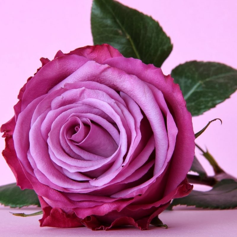 10 Top Pink And Purple Roses Wallpaper FULL HD 1920×1080 For PC Background 2022 free download pink and purple rose wallpapers keywords here 800x800