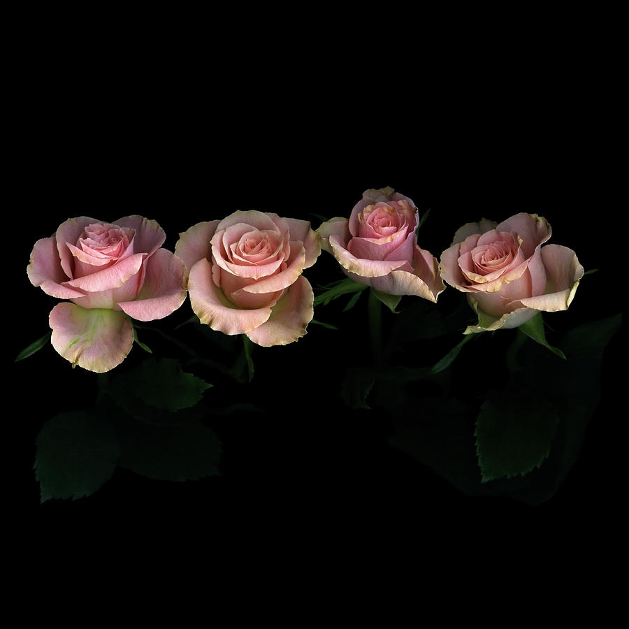 pink roses on black background photographphotographmagda indigo