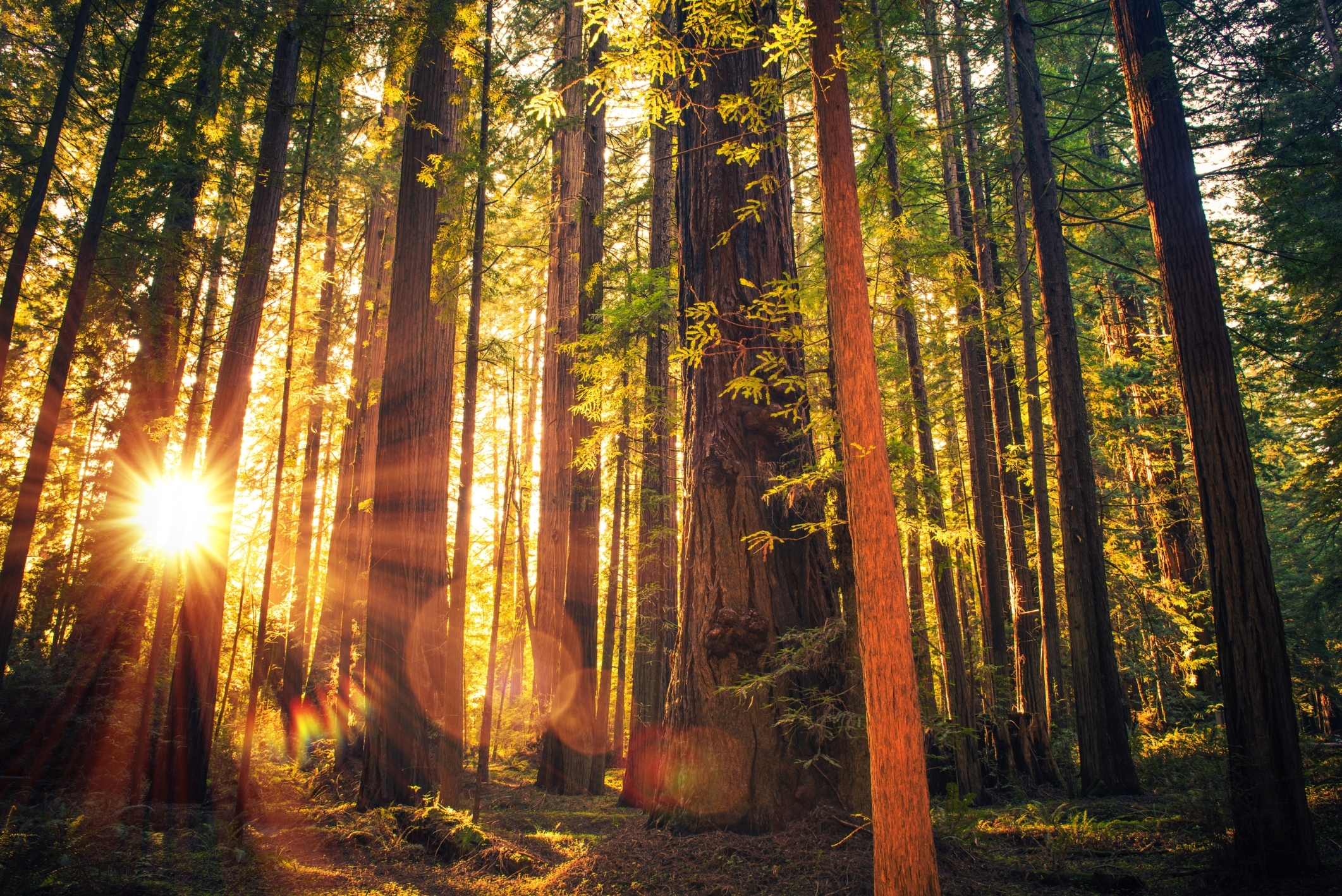 10 Most Popular Pictures Of Redwoods In California FULL HD 1080p For PC Desktop