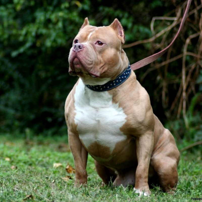 10 Best Pit Bull Screen Savers FULL HD 1080p For PC Background 2022 free download pit bull white hd wallpapers free best hd wallpapers 800x800