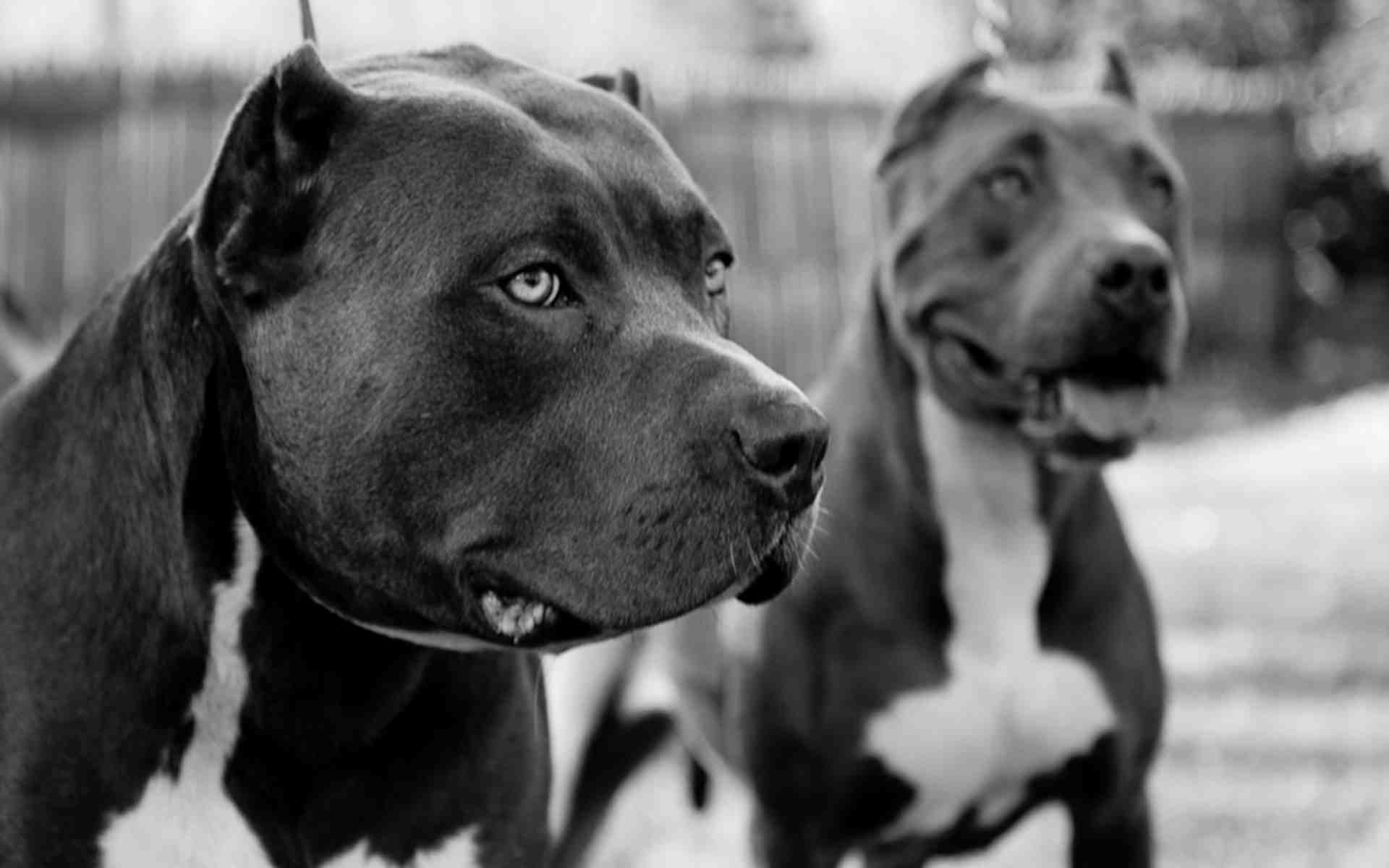 10 Best Pit Bull Screen Savers FULL HD 1080p For PC Background