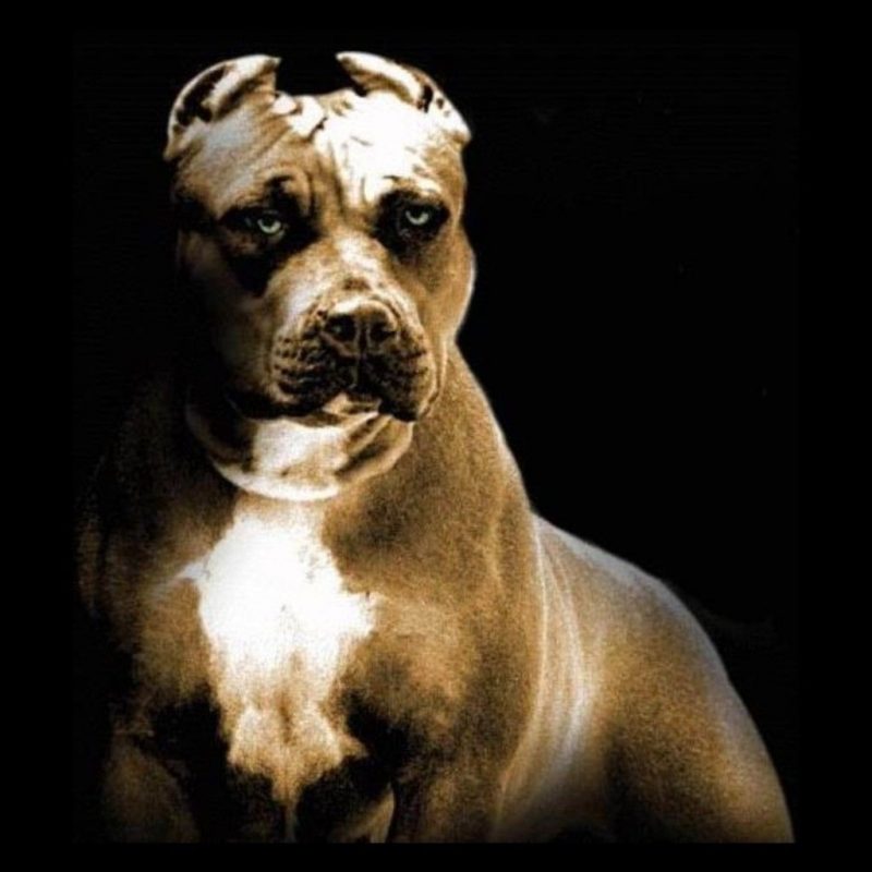10 Best Wallpaper Of Pit Bulls FULL HD 1080p For PC Background 2022 free download pitbull wallpapers hd group 79 800x800
