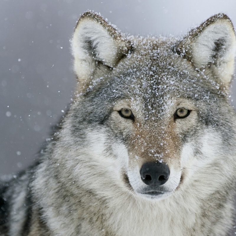 10 Latest Wolves In Snow Wallpaper FULL HD 1920×1080 For PC Background 2023 free download predator wolf snow e29da4 4k hd desktop wallpaper for 4k ultra hd tv 800x800