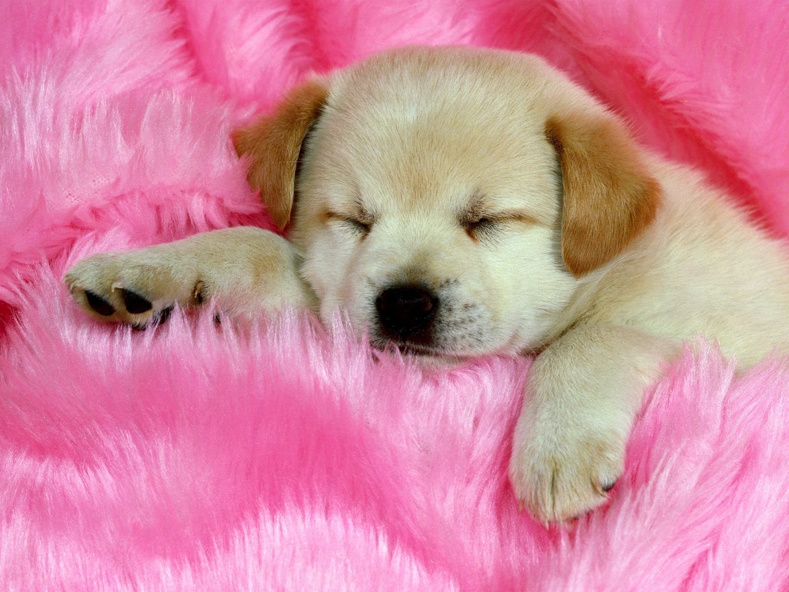 10 New Cute Puppies Wallpapers Free Download FULL HD 1080p For PC Background
