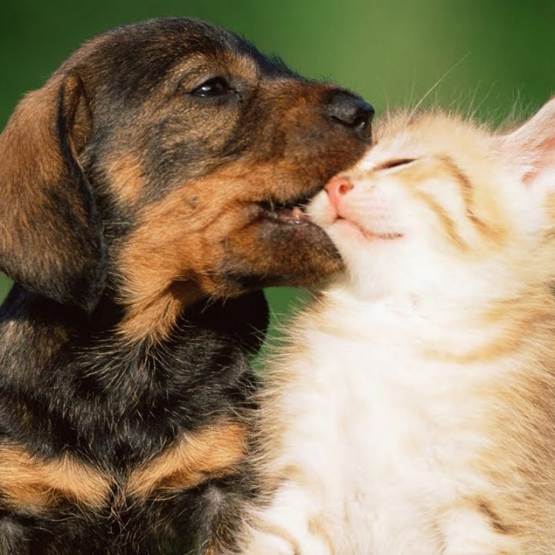 10 New Pictures Of Puppies And Kitties FULL HD 1080p For PC Background 2022 free download puppies and kittens playing together compilation 2017 youtube 800x800