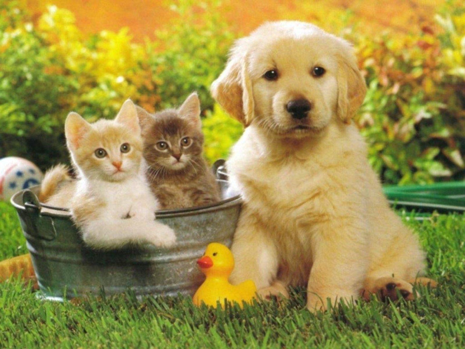 10 New Cute Puppies And Kittens Wallpaper FULL HD 1080p For PC Background