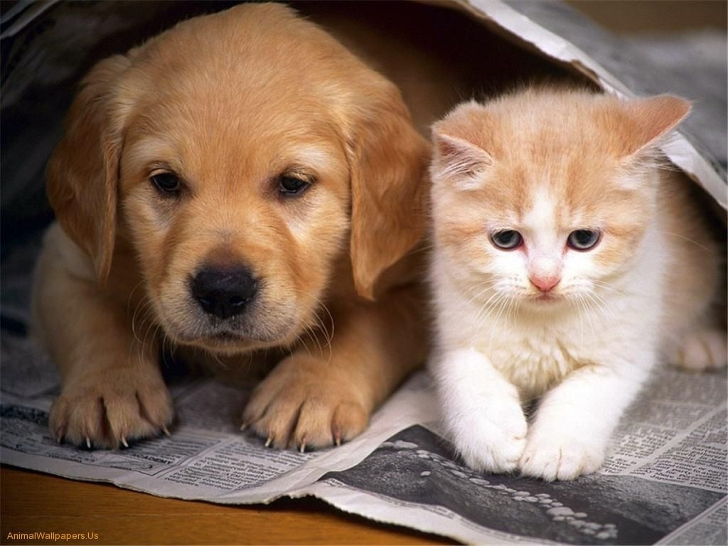 10 Latest Cute Puppy And Kitten Pics FULL HD 1080p For PC Desktop 2023