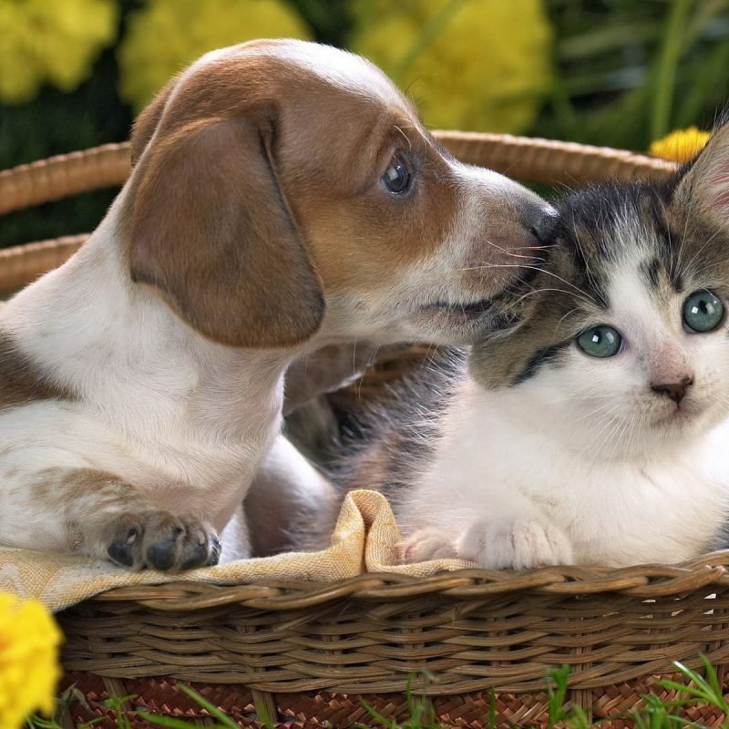 10 Top Puppy And Kitten Wallpaper FULL HD 1920×1080 For PC Background 2022 free download puppy and kitten wallpapers and images wallpapers pictures photos 800x800