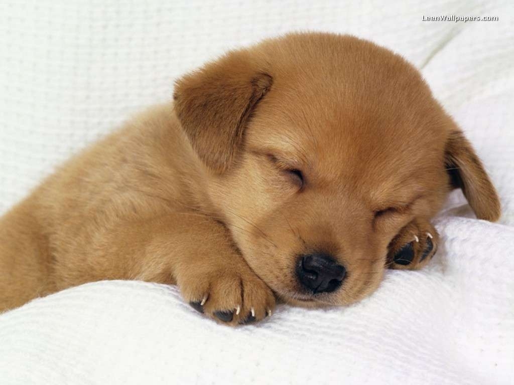 10 Top Puppy Wallpapers Free Download FULL HD 1080p For PC Desktop