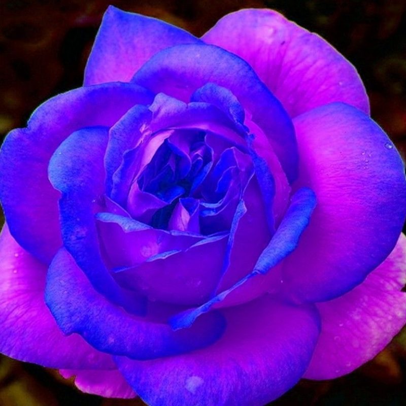 10 Top Pink And Purple Roses Wallpaper FULL HD 1920×1080 For PC Background 2022 free download purple and pink roses wallpaper blue and purple rose free download 800x800