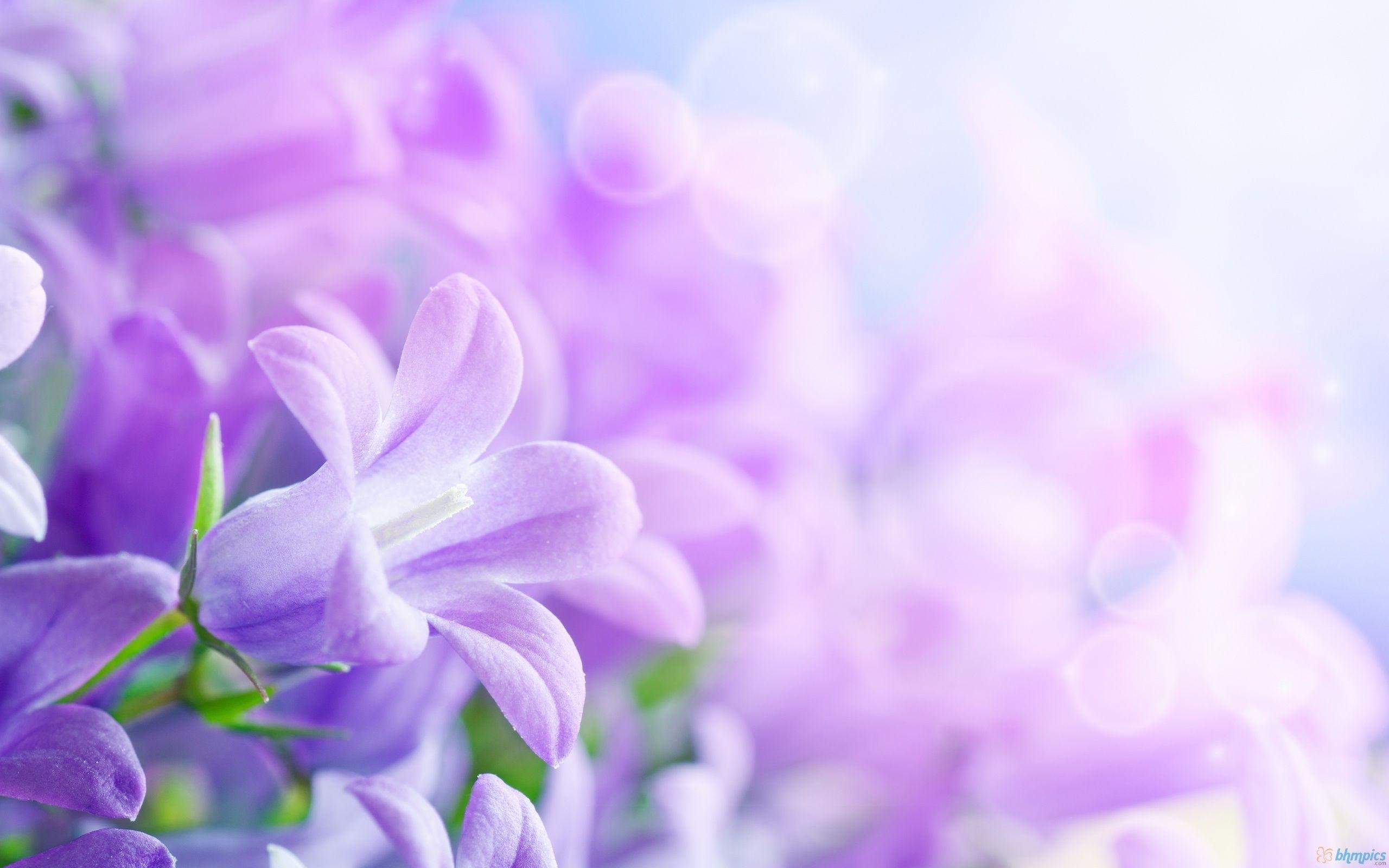 10 Most Popular Light Purple Flower Background FULL HD 1920×1080 For PC Desktop