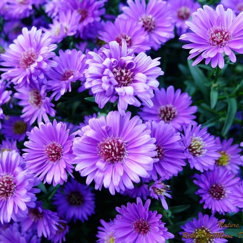 10 Latest Beautiful Purple Flowers Images FULL HD 1080p For PC Desktop 2022 free download purple flowers wallpapers wallpaper cave 800x800
