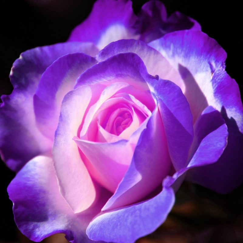 10 Top Pink And Purple Roses Wallpaper FULL HD 1920×1080 For PC Background 2022 free download purple rose wallpaper hd images of roses for computer high 800x800