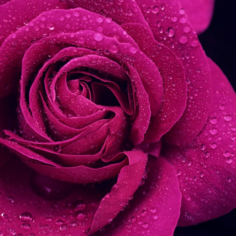 10 Top Pink And Purple Roses Wallpaper FULL HD 1920×1080 For PC Background 2022 free download purple roses wallpapers google search wallpapersthemesect 800x800