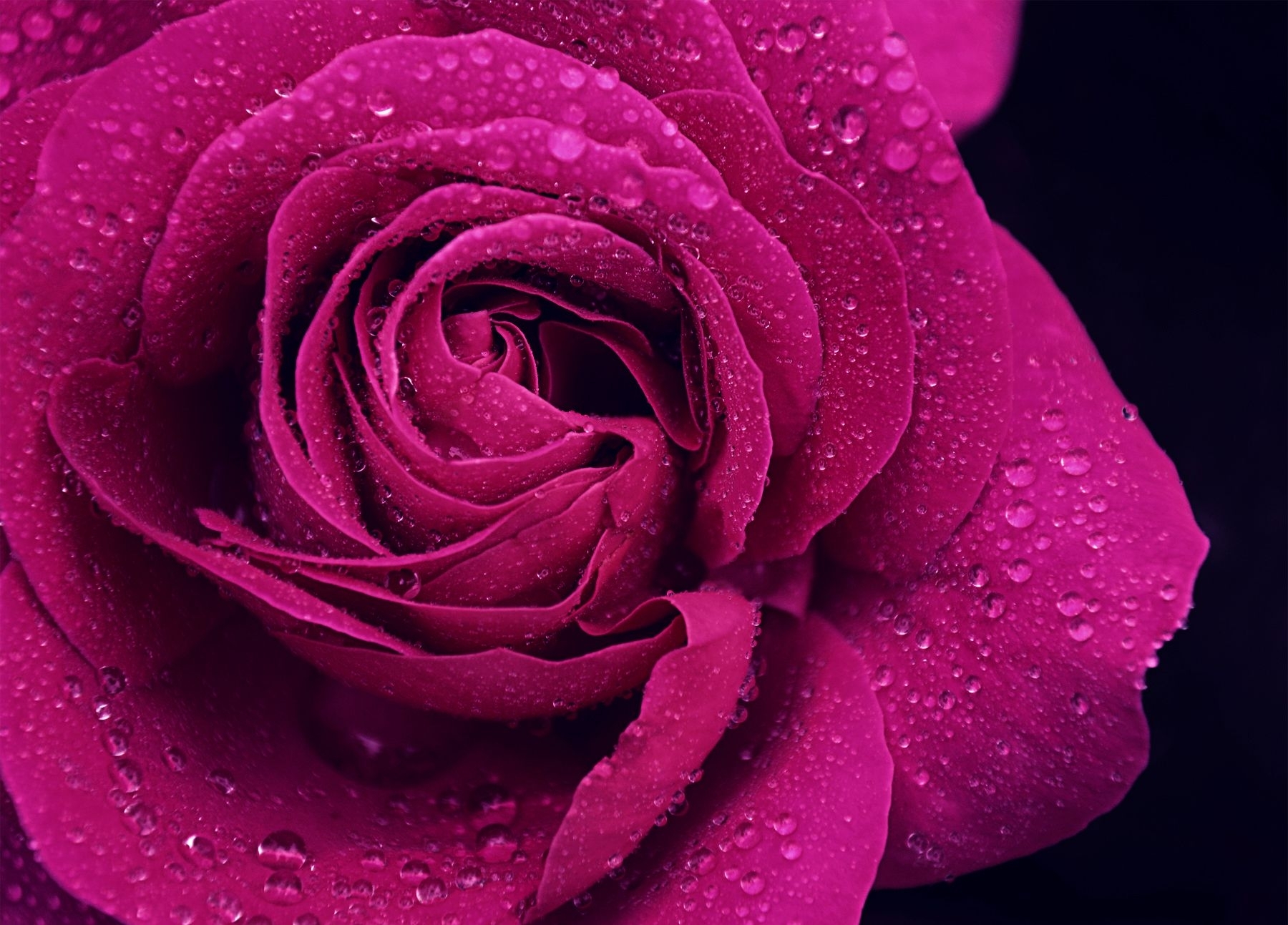 10 Top Pink And Purple Roses Wallpaper FULL HD 1920×1080 For PC Background