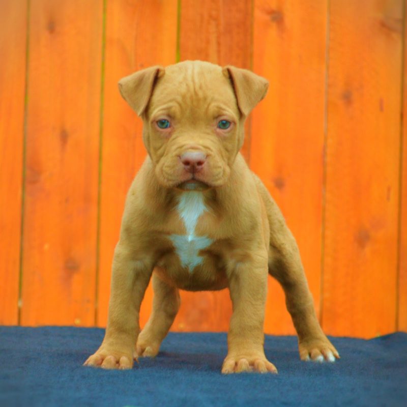 10 New Blue Nose Pitbull Wallpapers FULL HD 1920×1080 For PC Desktop 2022 free download red nose pitbull puppies wallpaper puppy wallpaper 800x800