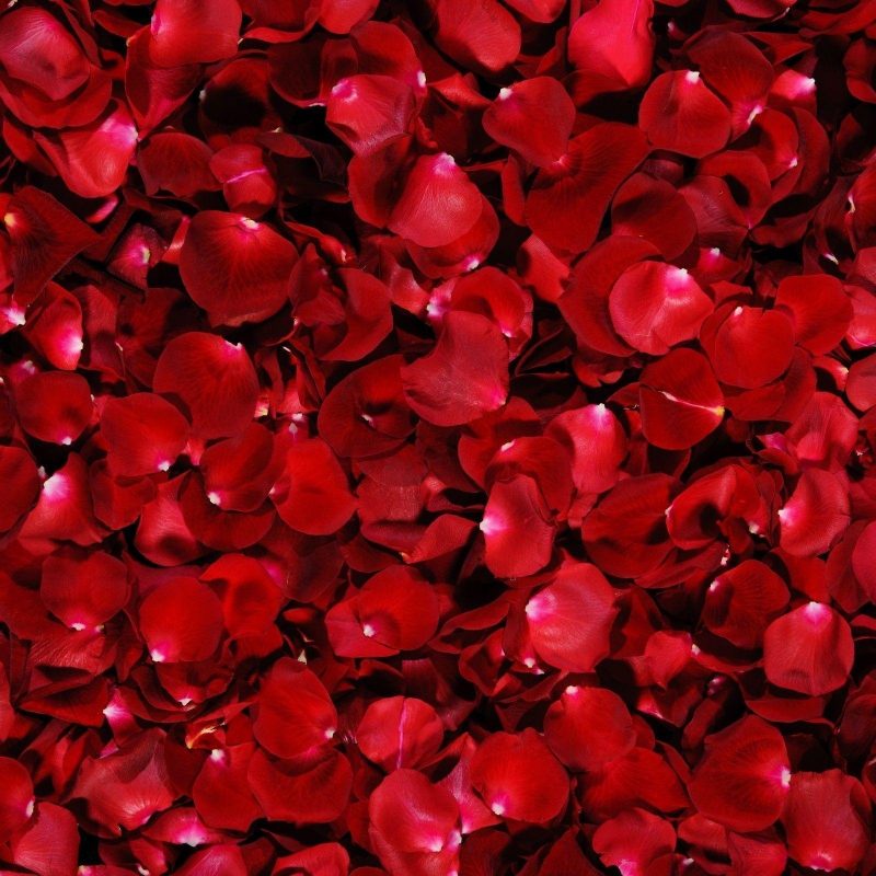 10 Most Popular Red Rose Background Tumblr FULL HD 1080p For PC Desktop 2022 free download red rose flower backgrounds wallpaper cave 800x800