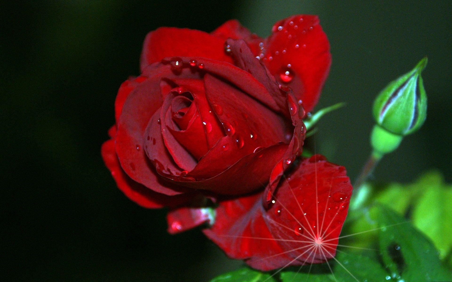 red rose hd images free download - hdwalltop | flowers