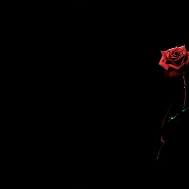 10 Best Red Roses With Black Background FULL HD 1080p For PC Desktop 2022 free download red rose in black background picture red rose black background 800x800