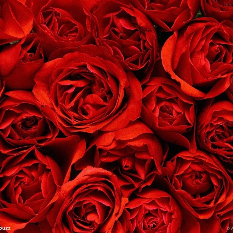 10 Most Popular Red Rose Background Tumblr FULL HD 1080p For PC Desktop 2022 free download red rose tumblr backgrounds onlybackground covers pinterest 800x800