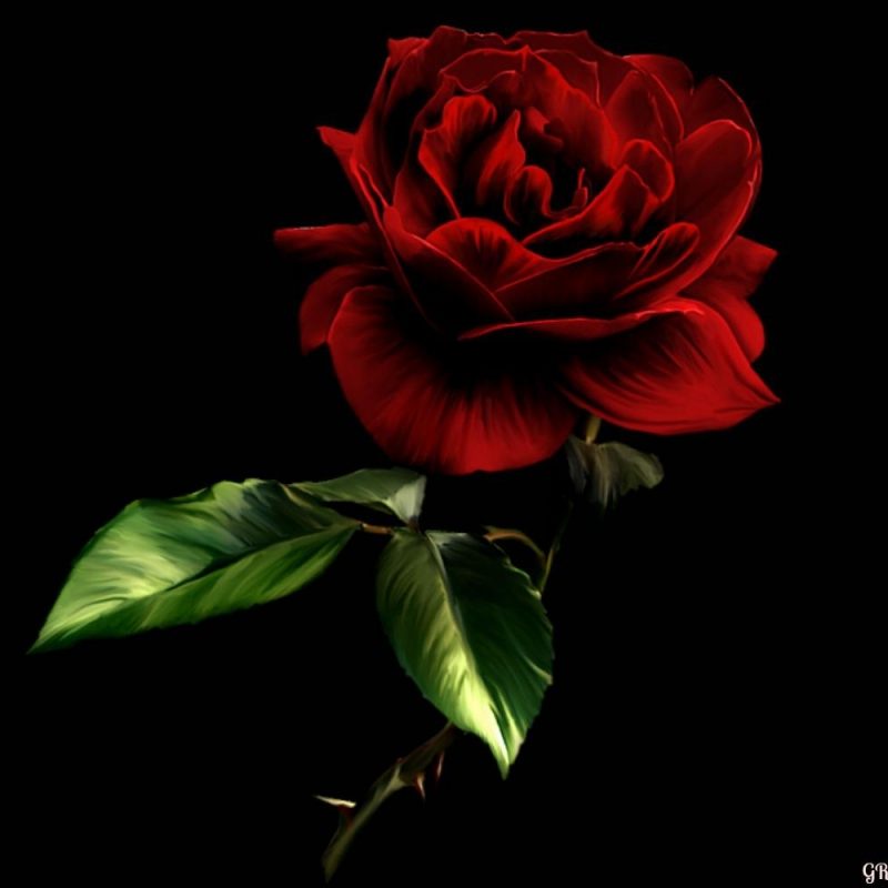 10 Best Red Roses With Black Background FULL HD 1080p For PC Desktop 2024 free download red rose with black background hd wallpaper desktop high quality for 800x800