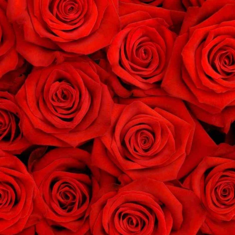 10 Most Popular Red Rose Background Tumblr FULL HD 1080p For PC Desktop 2022 free download red roses background tumblr 6 background check all 800x800