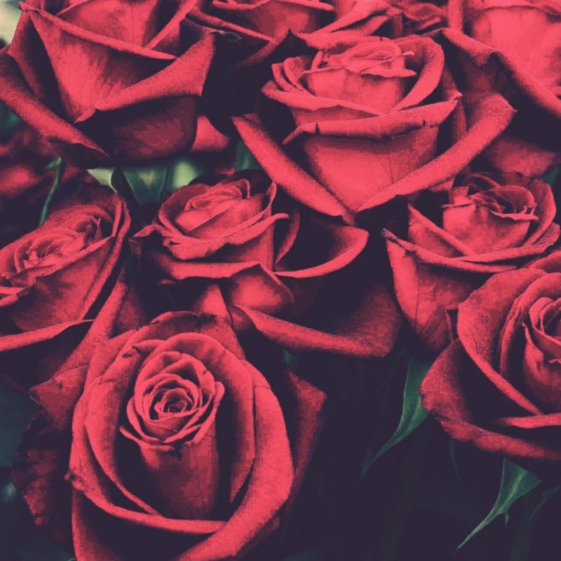 10 Most Popular Red Rose Background Tumblr FULL HD 1080p For PC Desktop 2022 free download red roses pictures photos and images for facebook tumblr 800x800
