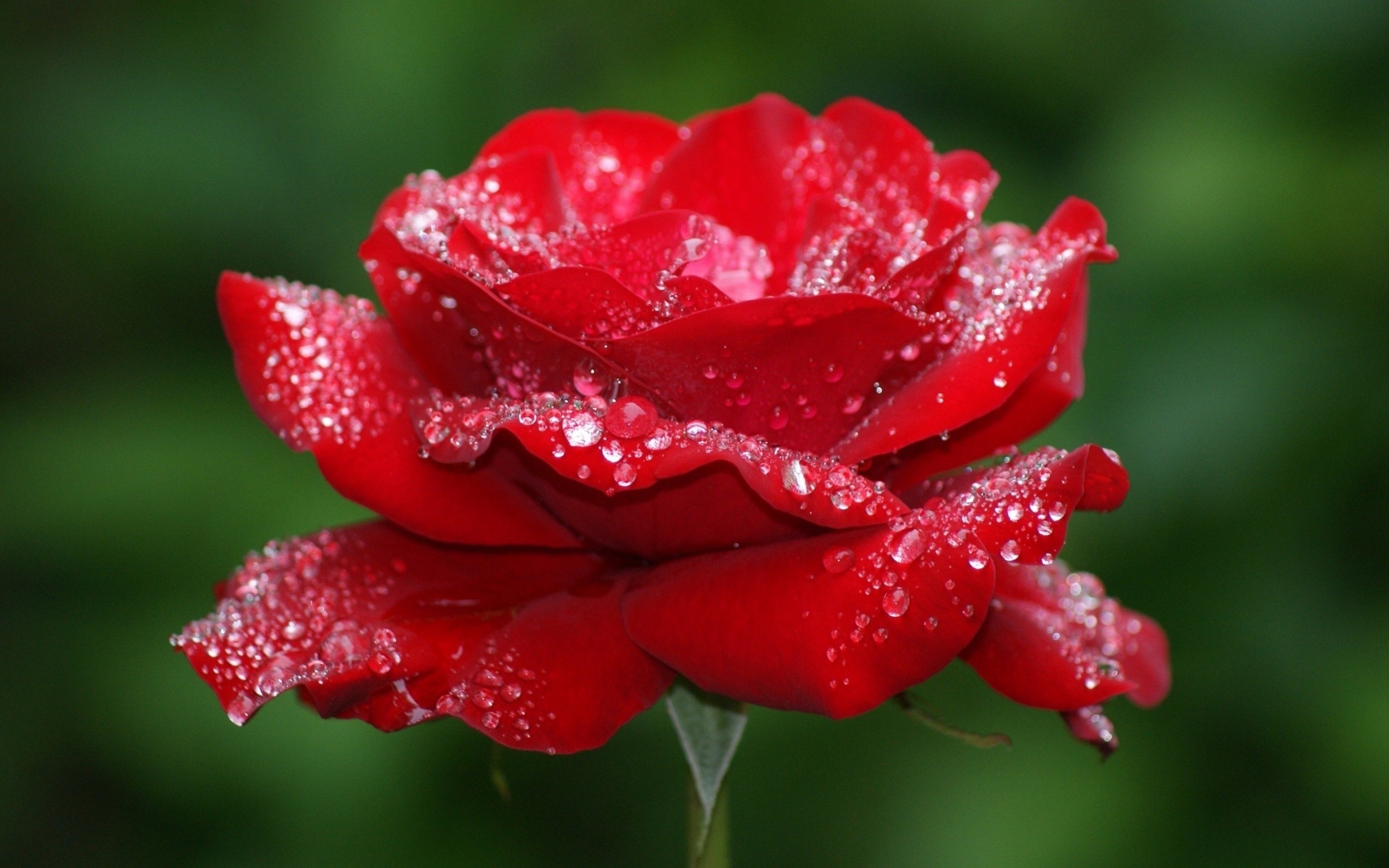 10 New Rose Flower Wallpaper Hd FULL HD 1080p For PC Background