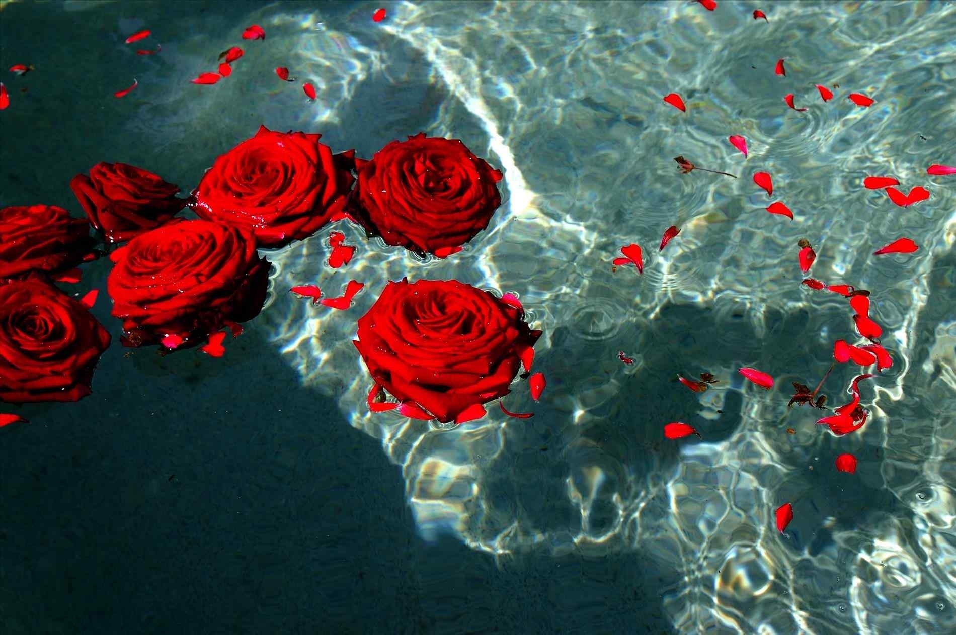 10 Most Popular Red Rose Background Tumblr FULL HD 1080p For PC Desktop