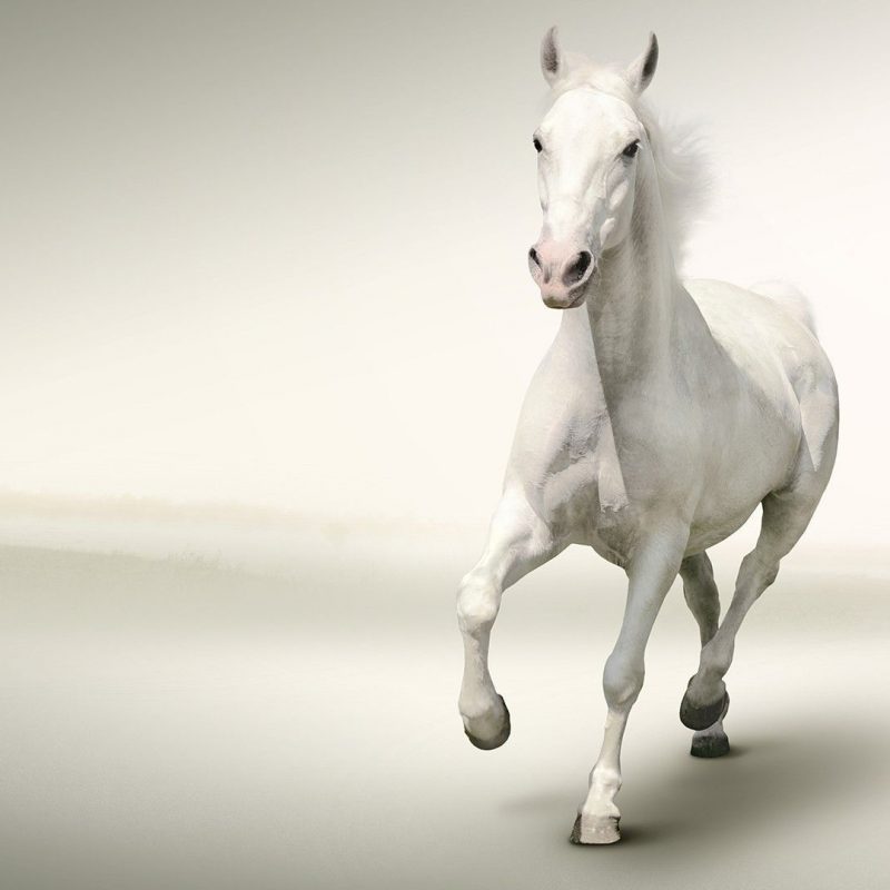 10 Latest Pictures Of White Horses Running FULL HD 1920×1080 For PC Background 2023 free download running white horse wallpaper three white horses running t3 top 800x800