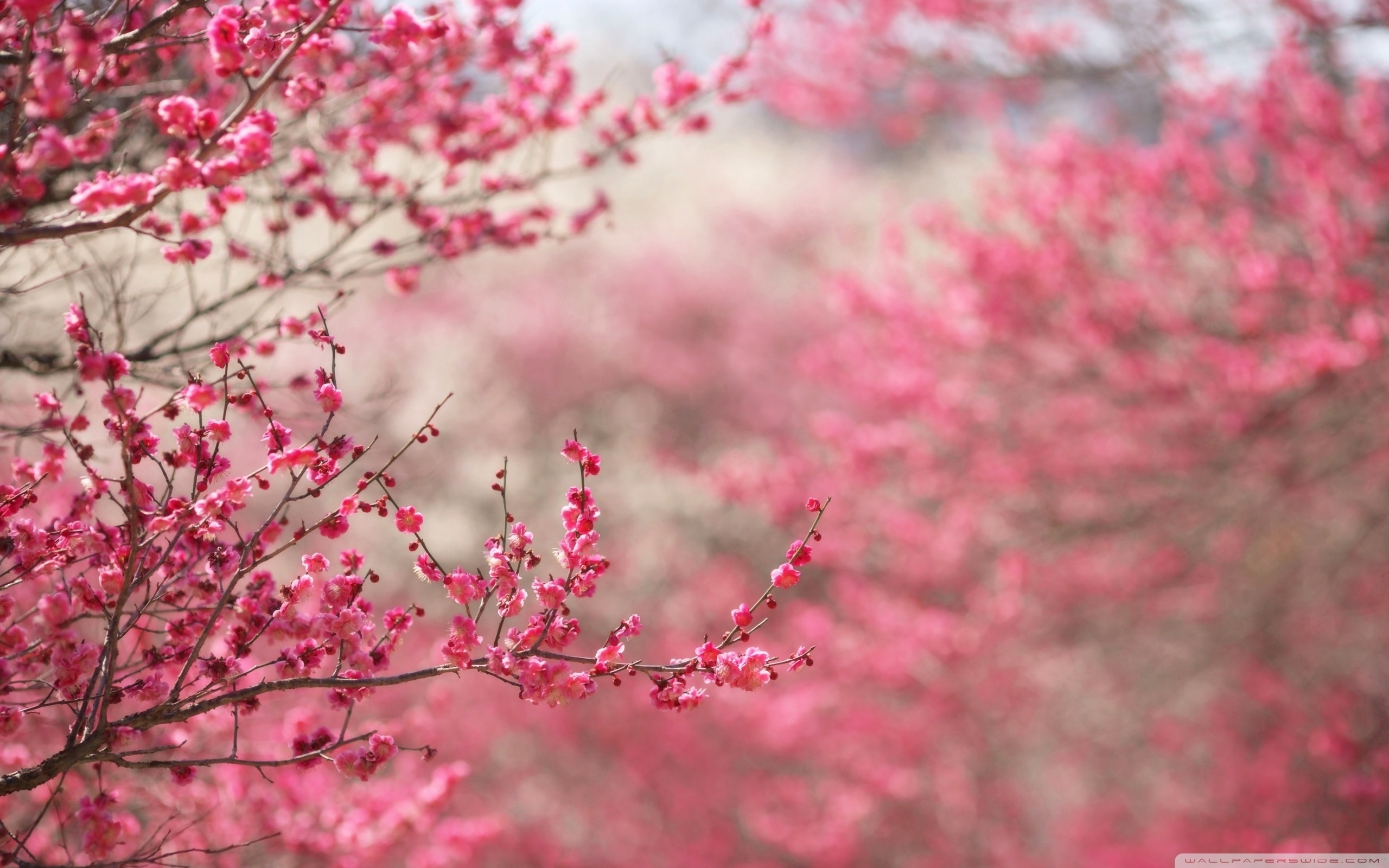 10 New Cherry Blossom Hd Wallpaper FULL HD 1080p For PC Desktop