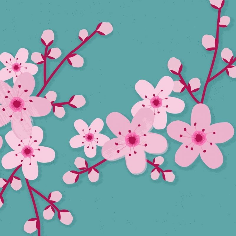 10 Latest Cherry Blossoms Iphone Wallpaper FULL HD 1080p For PC Desktop 2023 free download sakura cherry blossom iphone wallpaper home screen panpins iphone 800x800