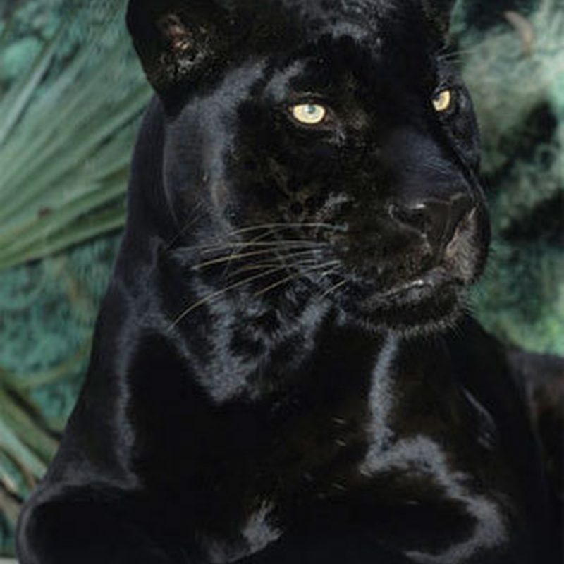 10 Best Pictures Of Black Jaguars FULL HD 1080p For PC Desktop 2023 free download san diego zoos black jaguar dies at age 21 800x800